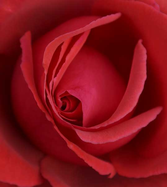 Preeti_Valand-Annual-_Red_Rose.jpg