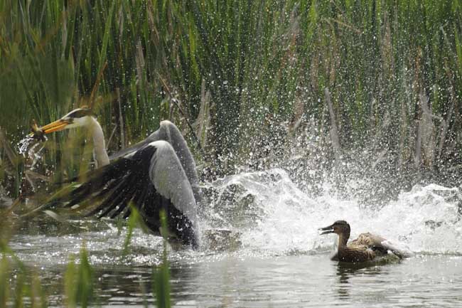 Rod_Morrod_Death_of_a_Duckling.jpg