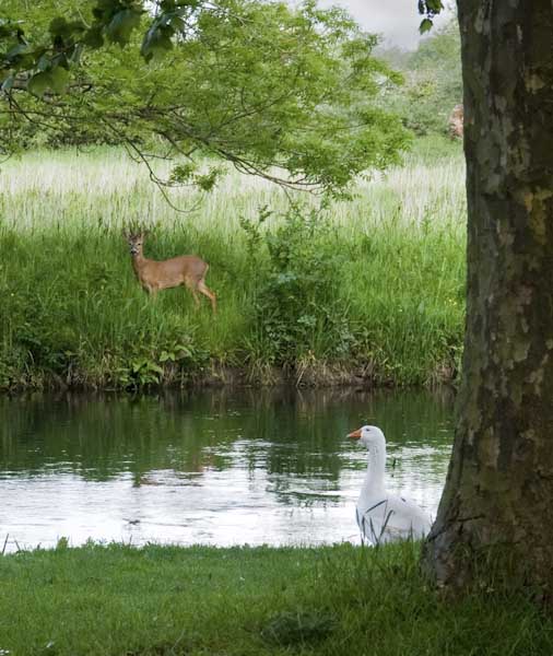 Ron_Castle-Annual-The_Buck_and_Goose.jpg