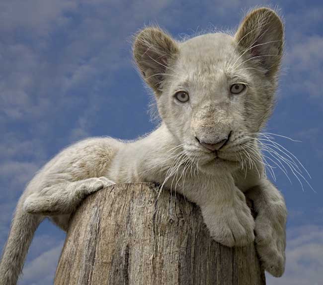 Steve_Mundy-Annual-White_Lion_Cub.jpg