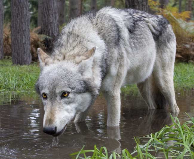 Steve_Mundy-Annual-Woodland_Wolf.jpg