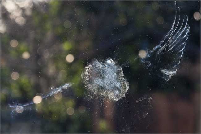 Stewart_Robertson-Annual-Bird_Strikes_Window.jpg