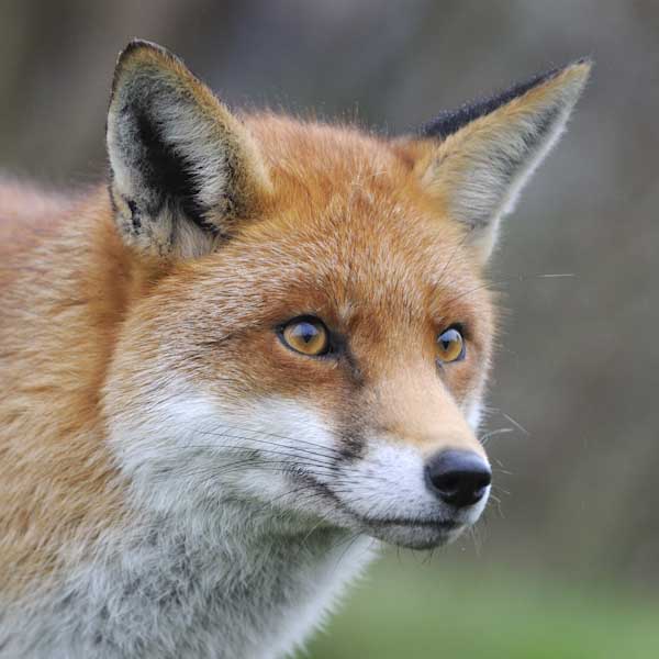 sharon_Ribbon_fox.jpg