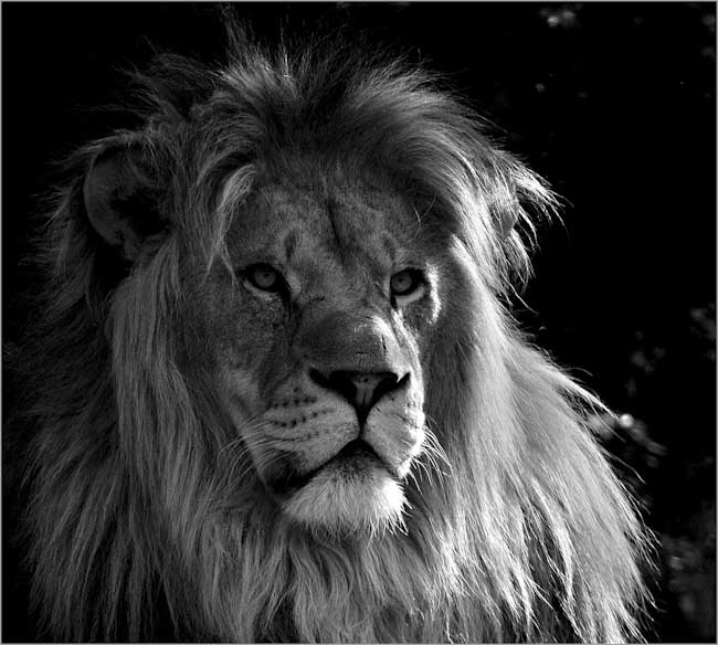 George_Blair-Annual-The_King.jpg