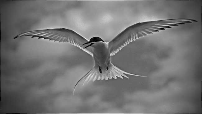 Ingrid_Gledhil-Annual-Artic_Tern.jpg