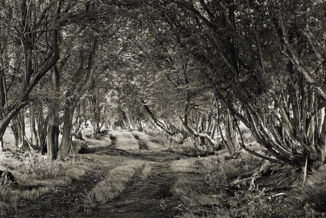 R_Bird_-_Near_Glasbury.jpg