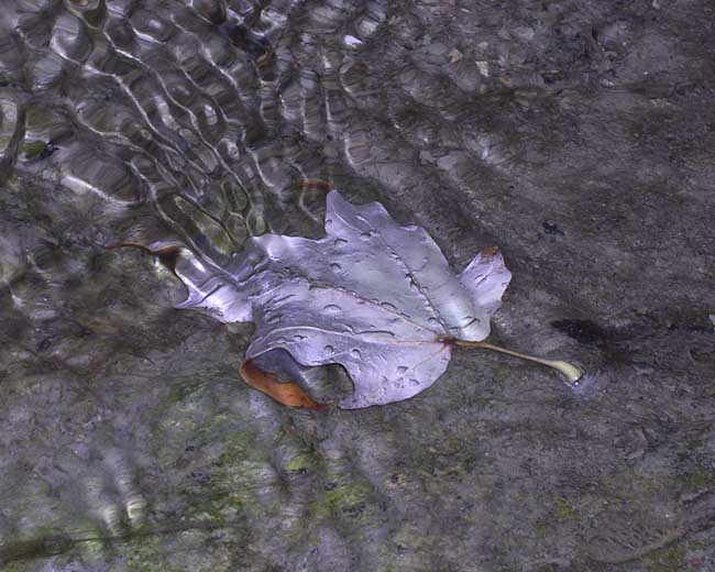 AutumnShimmerRebeccaStevens.jpg