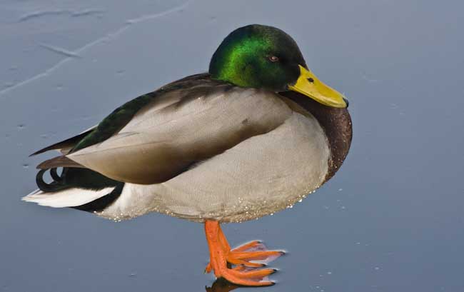 EdDoughty-Open-LastDuckStanding.jpg