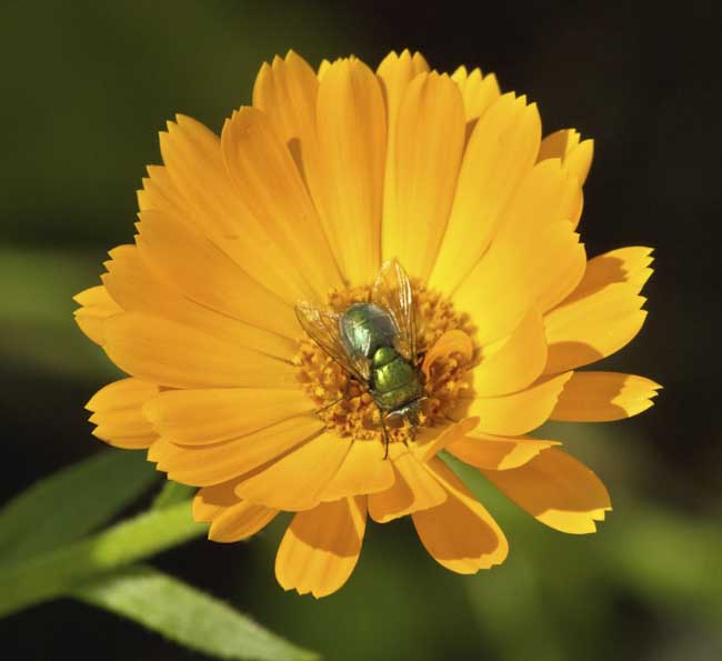 MartynJepsen-Development-Greenbottle-.jpg
