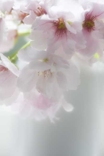 MashaErshova_Cherryblossom.jpg