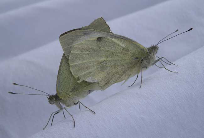 PierisbrassicaeRebeccaStevens.jpg