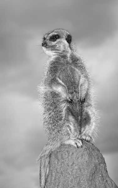 SteveMundy-ComparetheMeercat.com.jpg