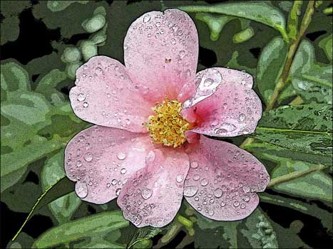 bobkeene_posterisedcamellia.jpg