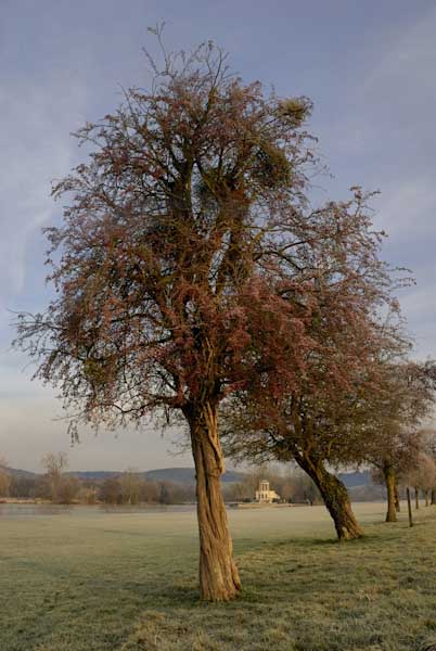 frostedtreenrhenleychrisribbon.jpg
