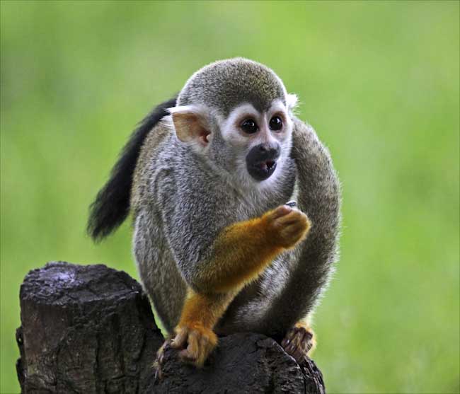 ChrisGledhill-Open-Monkey.jpg