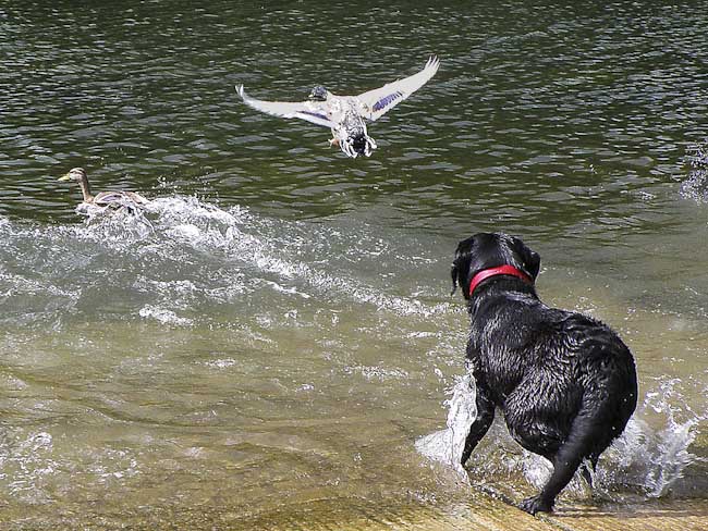 MartinBroadley-Development-ChasingtheBirds.jpg