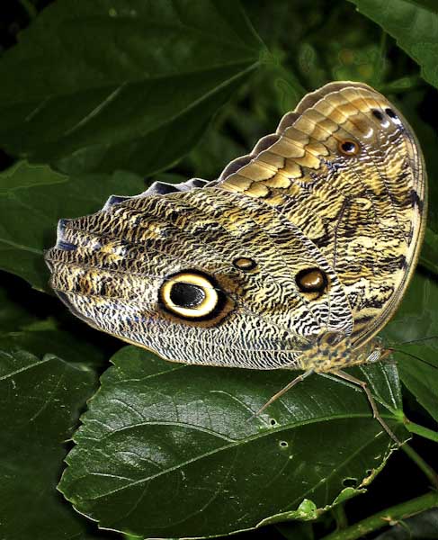 SandraMarsh-Open-Moth.jpg