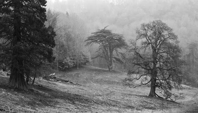 20JoeHumm_WoodchesterPark_MG_2028crop.jpg