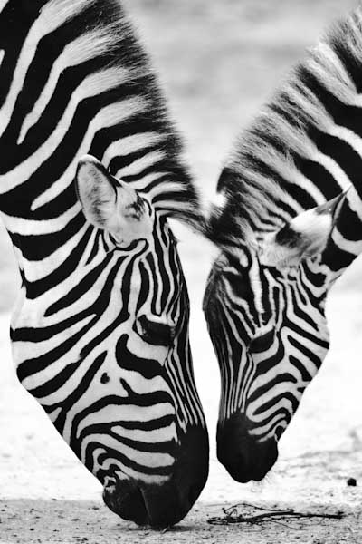 AndrewBeattie-Open-Zebras.jpg