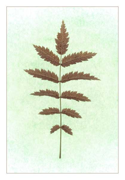 EdDoughty-Open-LeafStudy.jpg