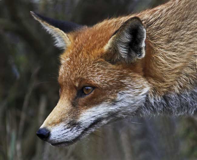 IngridGledhill-Fox.jpg