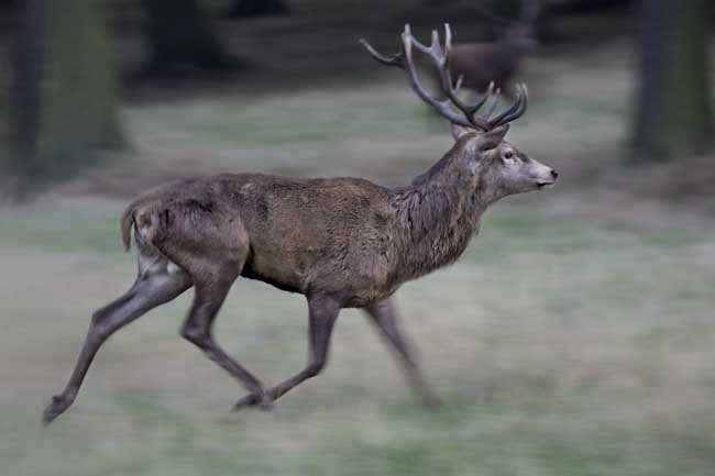 SteveMundy-StagontheRun.jpg