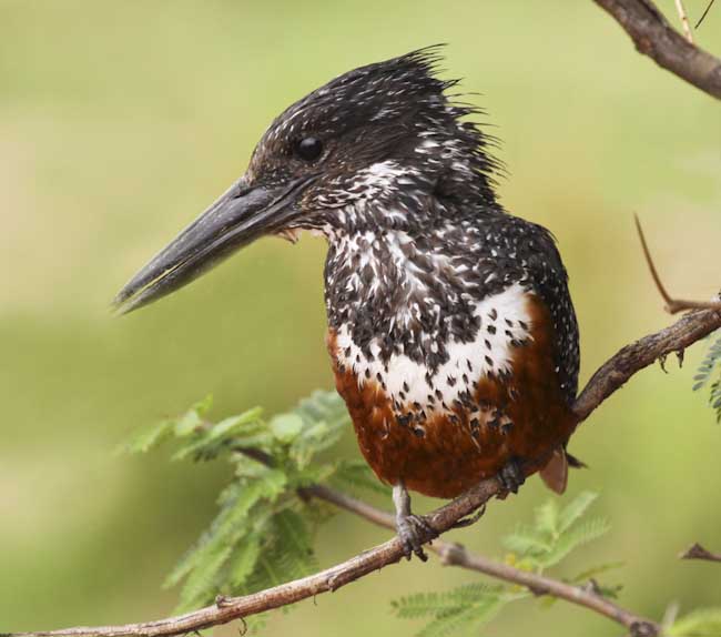 Chris_Gledhill-Open-Giant_Kingfisher.jpg