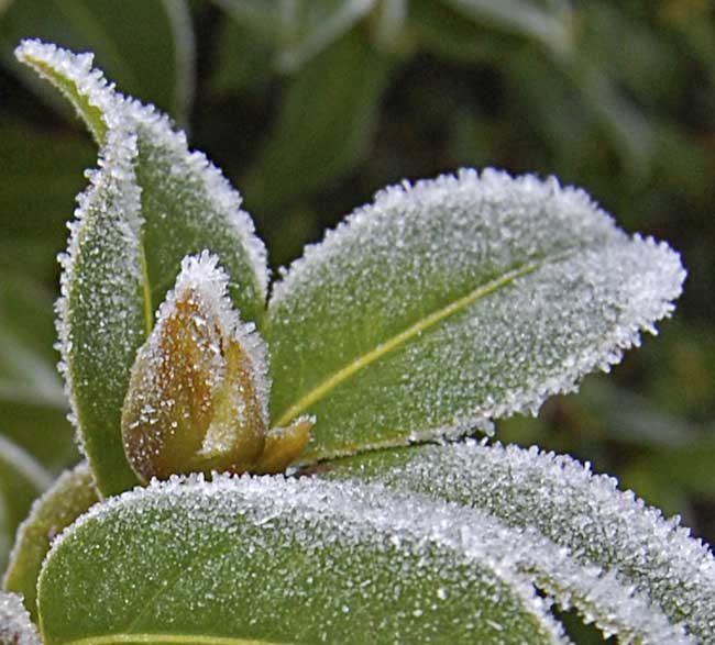 Evelyn_Barnard-Development-Frosty_Plant.jpg