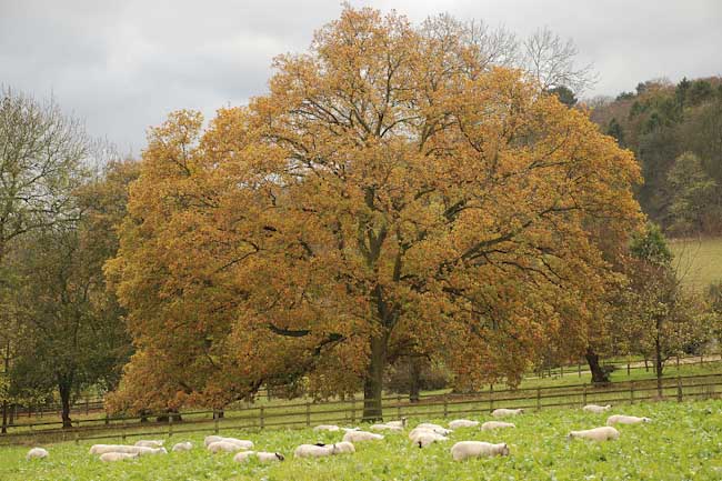Lorraine_Robinson-Development-Sheep_May_Safely_Graze.jpg