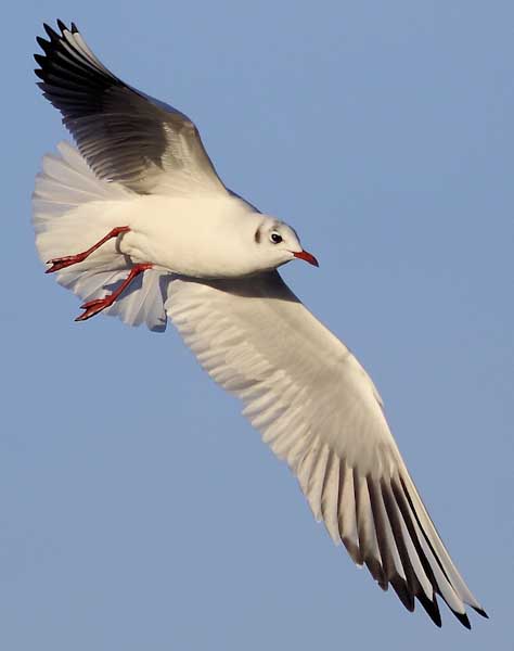 Paul_Morgan-Development-Flying_Gull.jpg