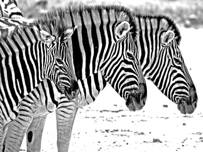 Rob_Leder-Development-Zebras.jpg