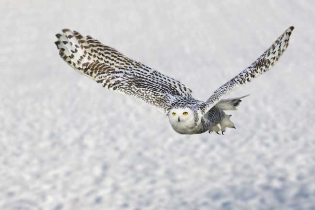 Steve_Mundy-Open-Snowy_Owl.jpg