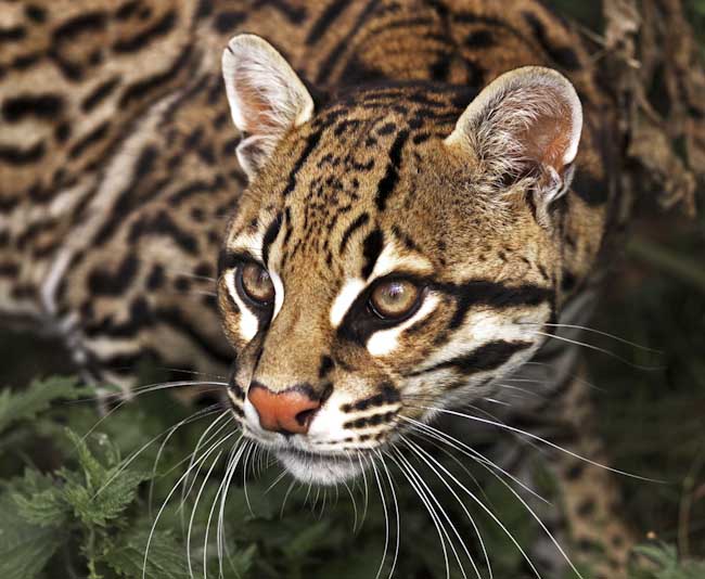 Chris_Gledhill-Open-Cloudy_Leopard.jpg