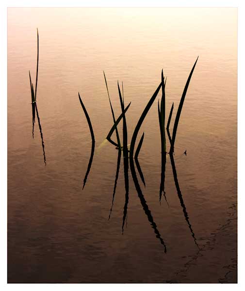 Ed_Doughty-Open-Abstract_Reeds_2.jpg