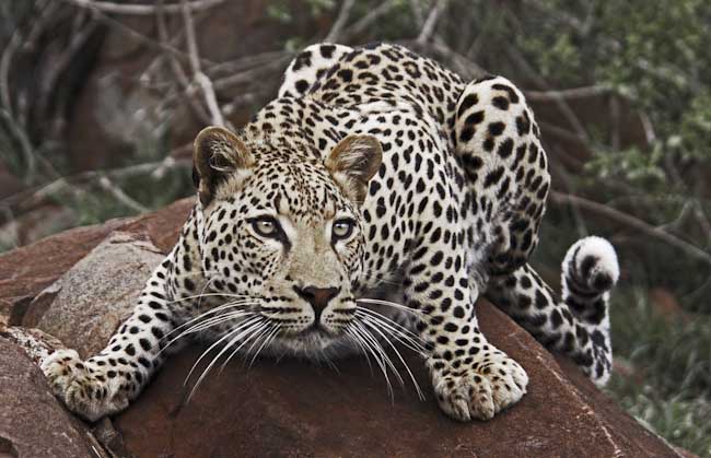 Ingrid_Gledhill_Wild_leopard.jpg