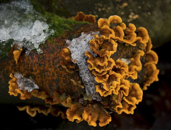 Martyn_Jepsen_Bracket_fungus.jpg