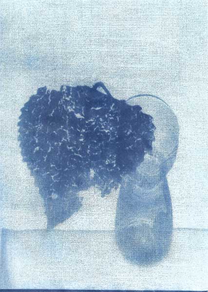 Masha_Cyanotype_Vaseleaf.jpg