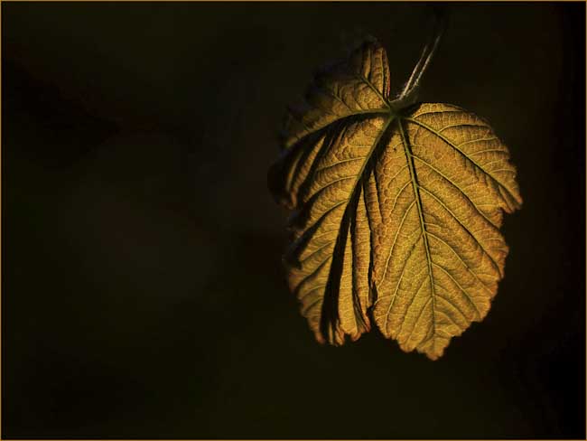 Dave_Mundy-Open-Backlit_Leaf.jpg