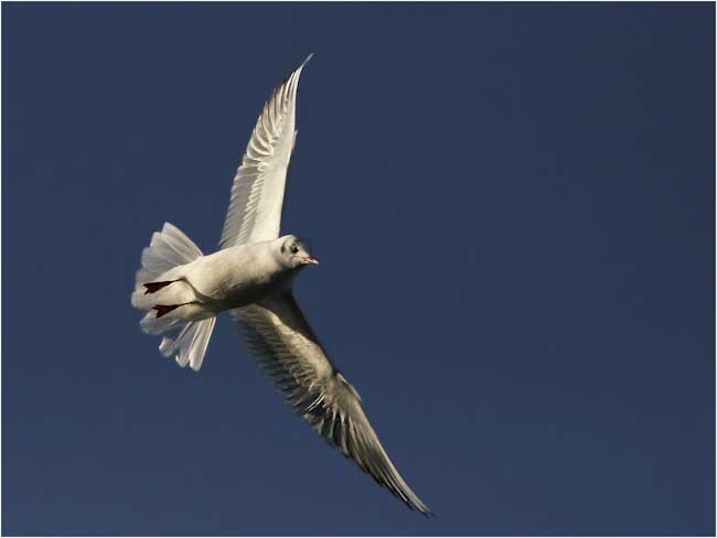 Dave_Mundy-Open-Flying_Gull_No_368.jpg