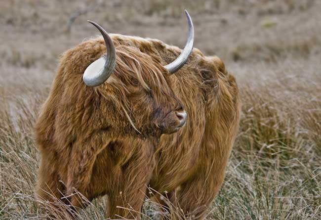 George_Blair-Development-Highland_Stare.jpg