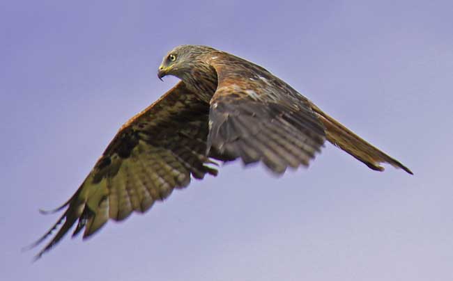 Ingrid_Gledhill-Development-Red_Kite_in_flight.jpg