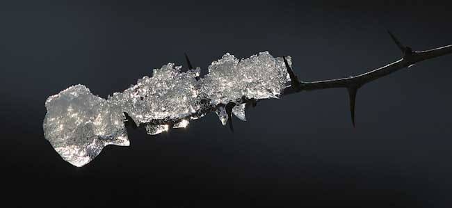 june_lancaster-development-_ice_on_thorn.jpg