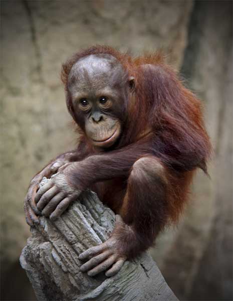 Cheeky_Monkey-Ingrid_Gledhill.jpg