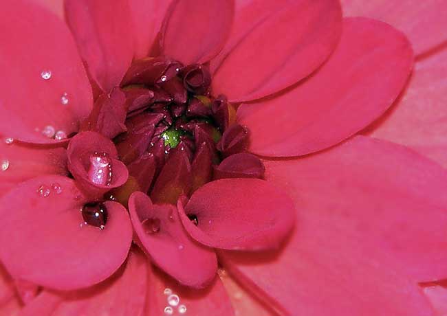 Eye_of_a_Dahlia_resized.jpg