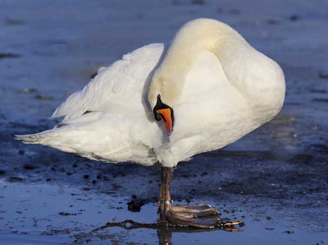 Paul_Morgan-Development-Swan_Print.jpg