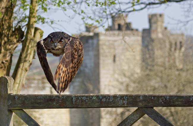 Andy_Folwell-Development-Owl_At_The_Castle.jpg