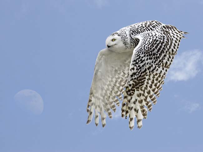 Steve_Mundy-Open-Bubo_Scandiacus.jpg