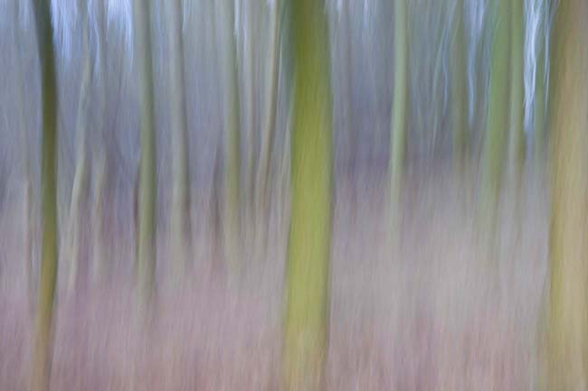 R_Bird-Visual_Art-Ashes.jpg