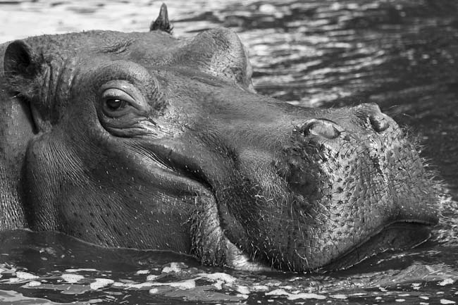 Chris_Gledhill_-_2__Hippo.jpg