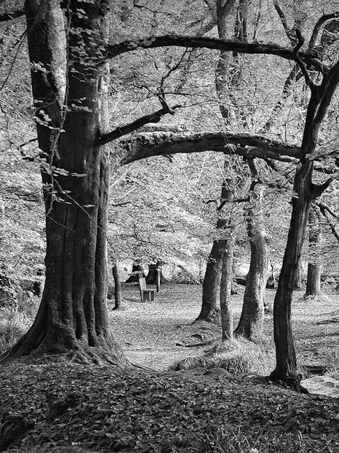 Joe_Humm_-_6__Woodland_Glade.jpg